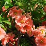 Chaenomeles x Cameo  Flowering Quince